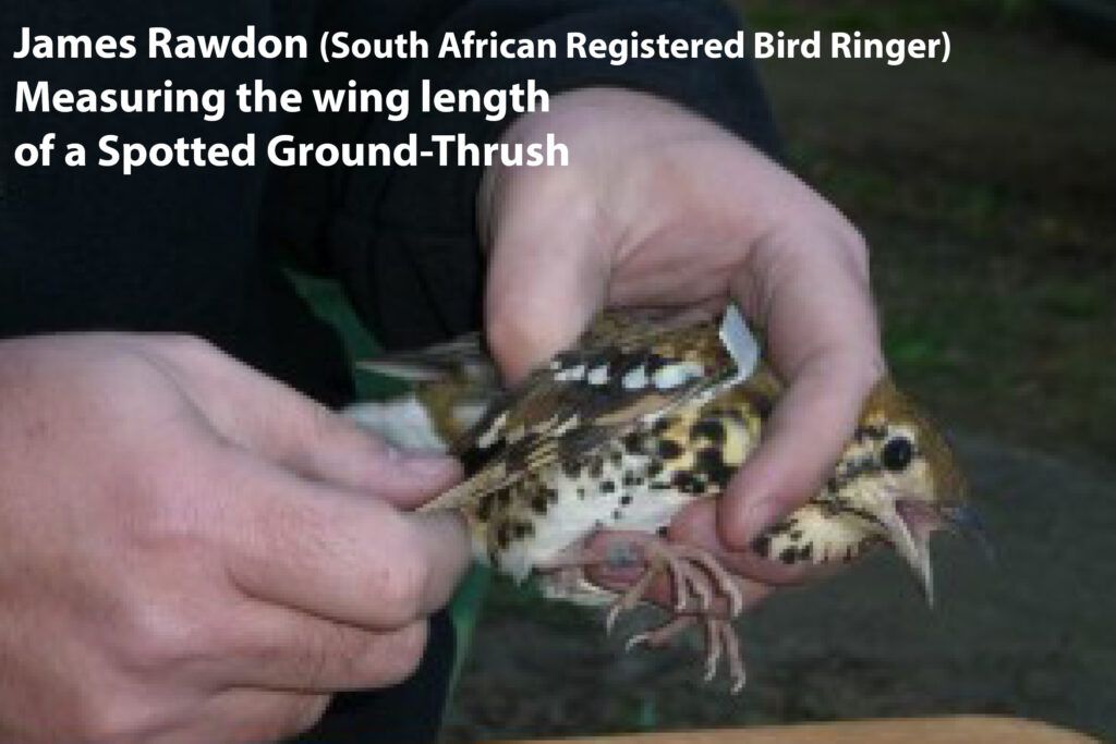 Bird ringing for fb