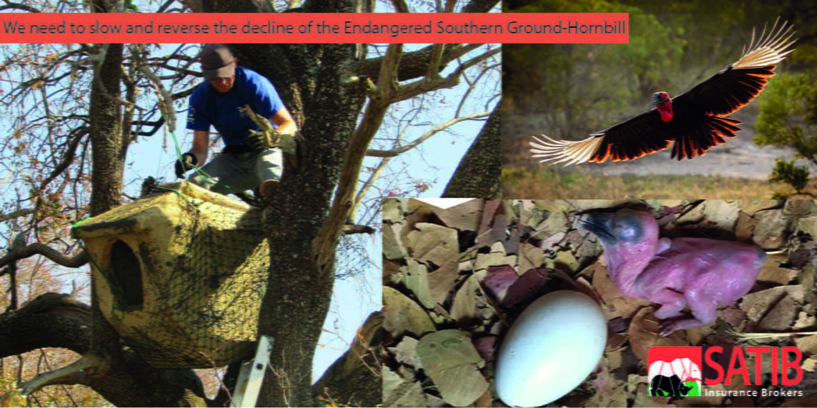 facebook image for the hornbill project2