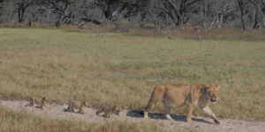 Tengwane with her 2-month-old cubs. 