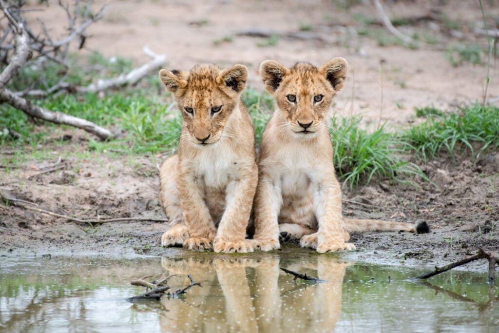 Two lion cubs sitting together